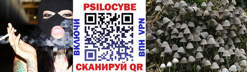 цены наркотик  Судак  Псилоцибиновые грибы Magic Shrooms 